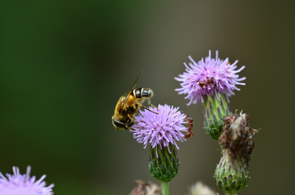 ti - fleissiges Bienchen - (c) R Herling.jpg